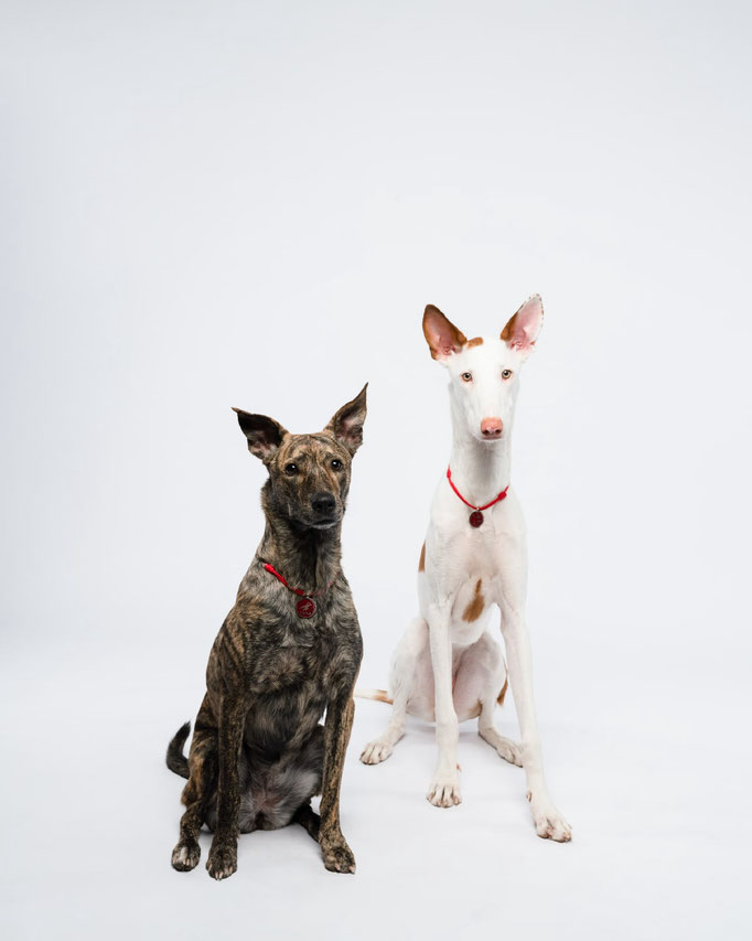 Поденко ибиценко, ибицкая борзая, ивисская борзая, ибизан, Podenco Ibicenco, Ibizan Hound, Terra Baltika, Терра Балтика