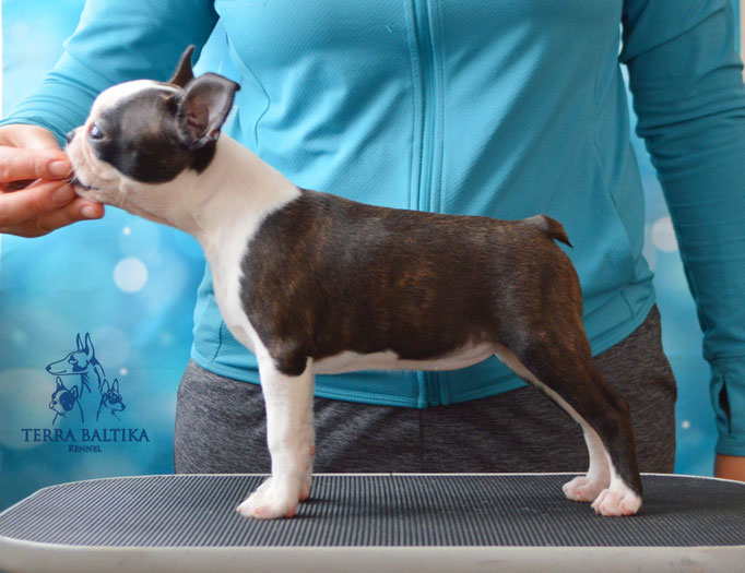 бостон терьер, бостонский терьер, boston terrier, бостон, щенки бостона, питомник бостонов