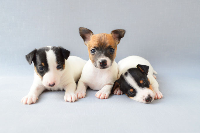 #тойфокстерьер #амертой #террабалтика #toyfoxterrier #terrabaltika #puppies #kennel