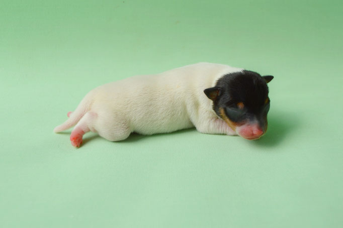 #тойфокстерьер #амертой #террабалтика #toyfoxterrier #terrabaltika #puppies #kennel