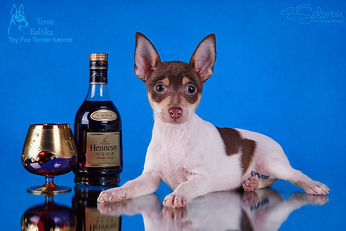 #тойфокстерьер #амертой #террабалтика #toyfoxterrier #terrabaltika #puppies #kennel