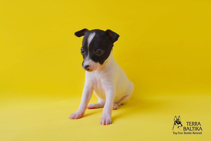 #тойфокстерьер #амертой #террабалтика #toyfoxterrier #terrabaltika #puppies #kennel