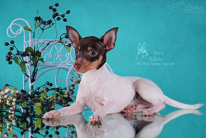 #тойфокстерьер #амертой #террабалтика #toyfoxterrier #terrabaltika #puppies #kennel