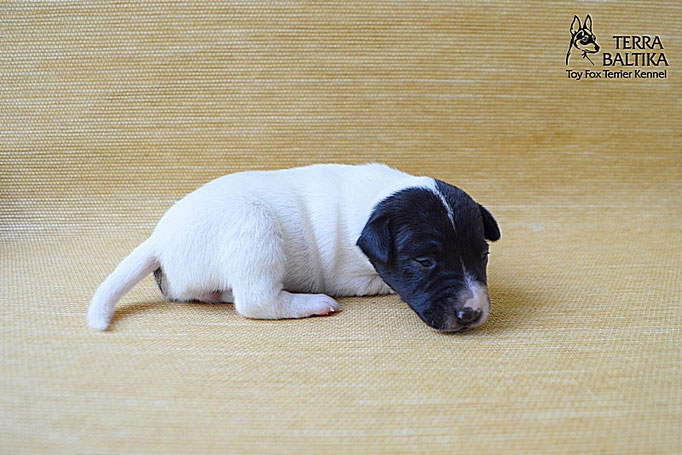 #тойфокстерьер #амертой #террабалтика #toyfoxterrier #terrabaltika #puppies #kennel