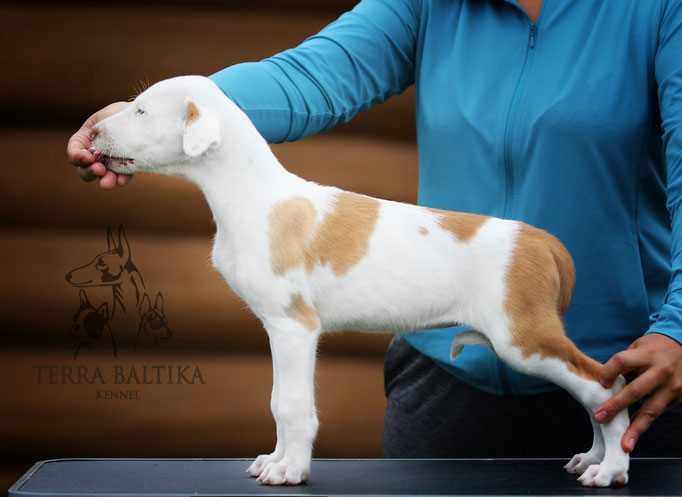 Поденко ибиценко, ибицкая борзая, ивисская борзая, ибизан, Podenco Ibicenco, Ibizan Hound, Terra Baltika, Терра Балтика