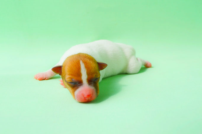 #тойфокстерьер #амертой #террабалтика #toyfoxterrier #terrabaltika #puppies #kennel