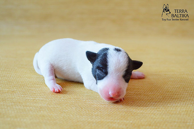 #тойфокстерьер #амертой #террабалтика #toyfoxterrier #terrabaltika #puppies #kennel