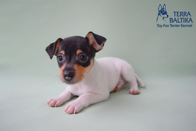 #тойфокстерьер #амертой #террабалтика #toyfoxterrier #terrabaltika #puppies #kennel #маленькаясобака #минипорода #маленькаяпородасобак #собачканамаленькихножках #американскийтойфокстерьер #тойфокс #americantoyfoxterrier