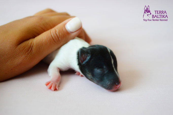 #тойфокстерьер #амертой #террабалтика #toyfoxterrier #terrabaltika #puppies #kennel