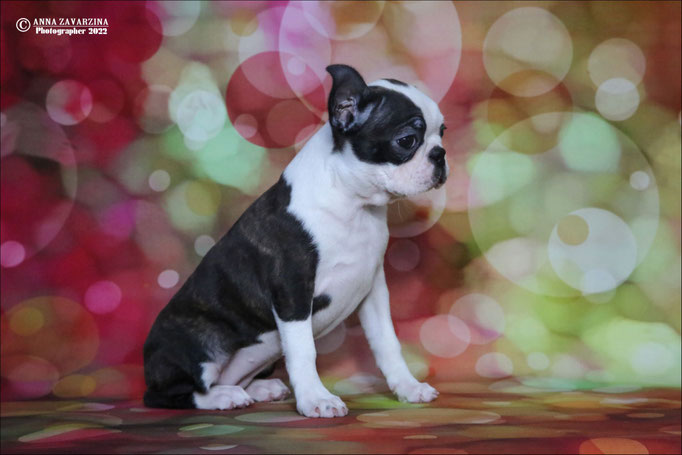Бостон терьер, бостонский терьер, Boston terrier, щенки бостона, питомник бостон терьеров, Terra Baltika, Терра Балтика