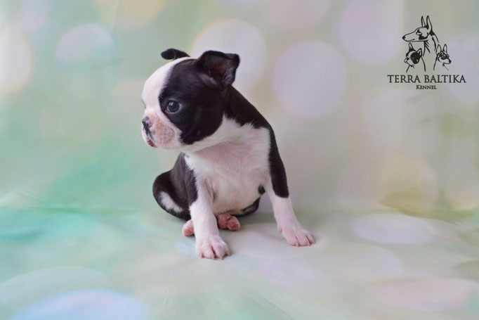 бостон терьер, бостонский терьер, boston terrier, бостон, щенки бостона, питомник бостонов
