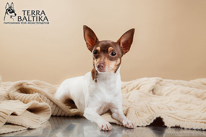 #тойфокстерьер #амертой #террабалтика #toyfoxterrier #terrabaltika #puppies #kennel