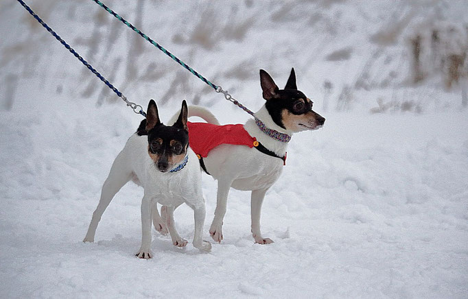 #тойфокстерьер #амертой #террабалтика #toyfoxterrier #terrabaltika #puppies #kennel