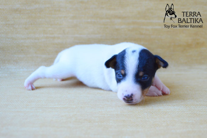 #тойфокстерьер #амертой #террабалтика #toyfoxterrier #terrabaltika #puppies #kennel