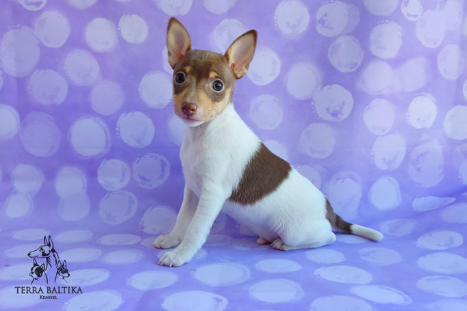 Той-фокстерьер, амертой, той-фокс, тфт, американский той-фокстерьер, Toy Fox Terrier, Terra Baltika, Терра Балтика, щенки той-фокстерьера, питомник той-фокстерьер
