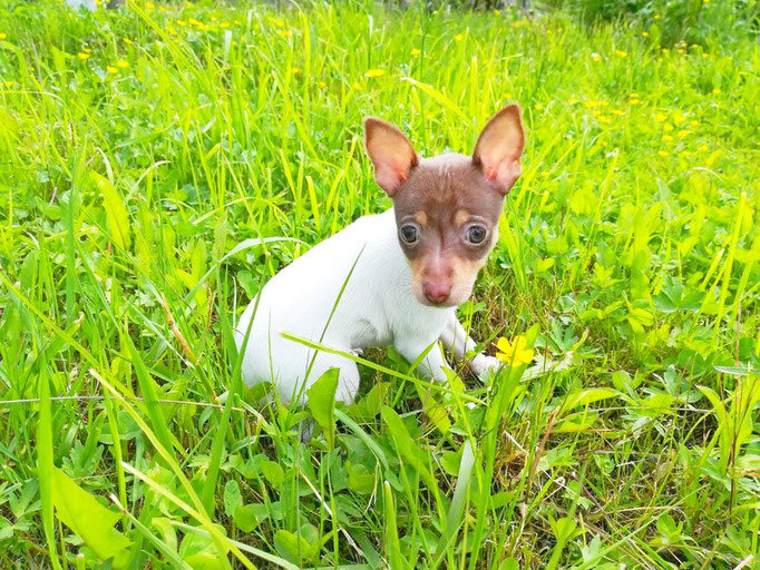 #тойфокстерьер #амертой #террабалтика #toyfoxterrier #terrabaltika #puppies #kennel