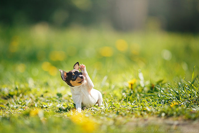 #тойфокстерьер #амертой #террабалтика #toyfoxterrier #terrabaltika #puppies #kennel