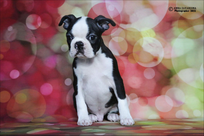 Бостон терьер, бостонский терьер, Boston terrier, щенки бостона, питомник бостон терьеров, Terra Baltika, Терра Балтика