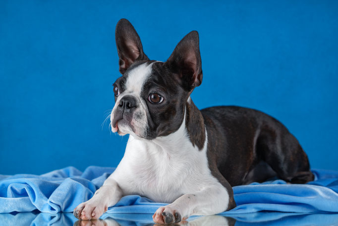 бостон терьер, boston terrier, boston terrier photos, boston terrier kennel, бостон, бостон терьер щенки, бостон терьер фото, бостон терьер питомник, бостон терьер санкт-петербург, бостон терьер спб, бостон-терьер, бостон_терьер