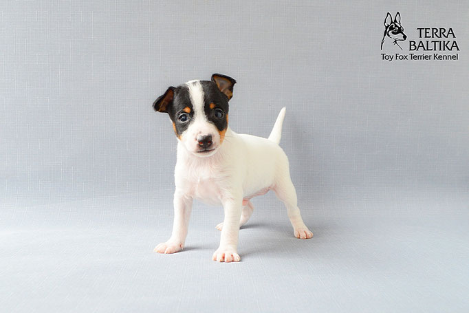 #тойфокстерьер #амертой #террабалтика #toyfoxterrier #terrabaltika #puppies #kennel