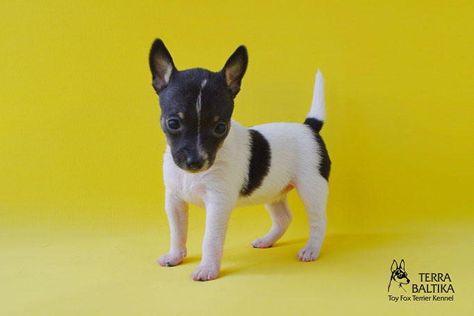 #тойфокстерьер #амертой #террабалтика #toyfoxterrier #terrabaltika #puppies #kennel