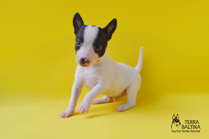 #тойфокстерьер #амертой #террабалтика #toyfoxterrier #terrabaltika #puppies #kennel