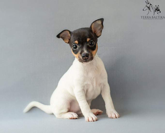 #тойфокстерьер #амертой #террабалтика #toyfoxterrier #terrabaltika #puppies #kennel