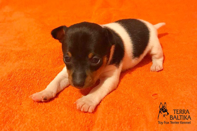 #тойфокстерьер #амертой #террабалтика #toyfoxterrier #terrabaltika #puppies #kennel