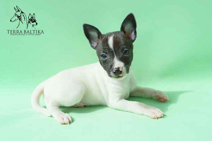 #тойфокстерьер #амертой #террабалтика #toyfoxterrier #terrabaltika #puppies #kennel