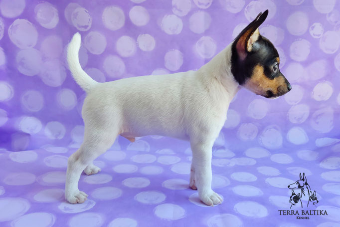 Той-фокстерьер, амертой, той-фокс, тфт, американский той-фокстерьер, Toy Fox Terrier, Terra Baltika, Терра Балтика, щенки той-фокстерьера, питомник той-фокстерьер