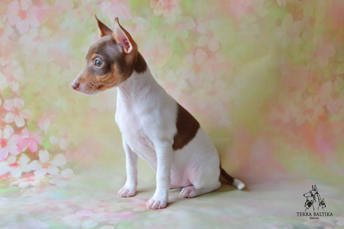 Той-фокстерьер, амертой, той-фокс, тфт, американский той-фокстерьер, Toy Fox Terrier, Terra Baltika, Терра Балтика, щенки той-фокстерьера, питомник той-фокстерьер