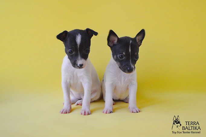 #тойфокстерьер #амертой #террабалтика #toyfoxterrier #terrabaltika #puppies #kennel