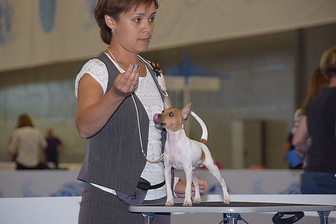#тойфокстерьер #амертой #террабалтика #toyfoxterrier #terrabaltika #puppies #kennel