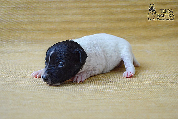 #тойфокстерьер #амертой #террабалтика #toyfoxterrier #terrabaltika #puppies #kennel