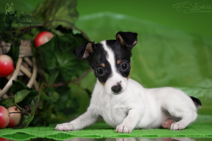 #тойфокстерьер #амертой #террабалтика #toyfoxterrier #terrabaltika #puppies #kennel