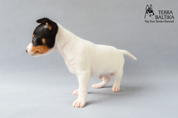 #тойфокстерьер #амертой #террабалтика #toyfoxterrier #terrabaltika #puppies #kennel