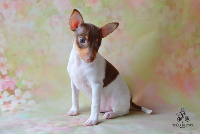 Той-фокстерьер, амертой, той-фокс, тфт, американский той-фокстерьер, Toy Fox Terrier, Terra Baltika, Терра Балтика, щенки той-фокстерьера, питомник той-фокстерьер