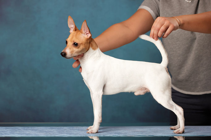 той-фокстерьер, той-фокс, амертой, американский той-фокстерьер, toy fox terrier, terra baltika, терра балтика