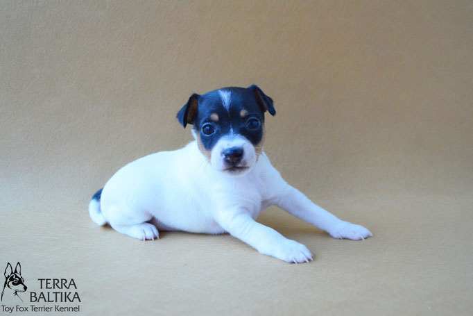 #тойфокстерьер #амертой #террабалтика #toyfoxterrier #terrabaltika #puppies #kennel #маленькаясобака #минипорода #маленькаяпородасобак #собачканамаленькихножках #американскийтойфокстерьер #тойфокс #americantoyfoxterrier
