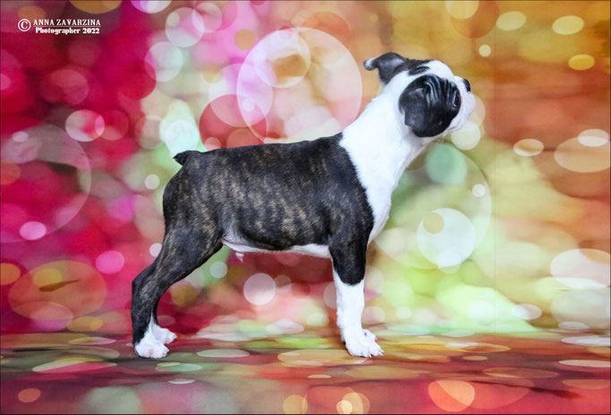 Бостон терьер, бостонский терьер, Boston terrier, щенки бостона, питомник бостон терьеров, Terra Baltika, Терра Балтика