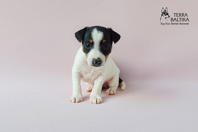 #тойфокстерьер #амертой #террабалтика #toyfoxterrier #terrabaltika #puppies #kennel