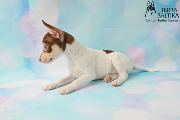 #тойфокстерьер #амертой #террабалтика #toyfoxterrier #terrabaltika #puppies #kennel