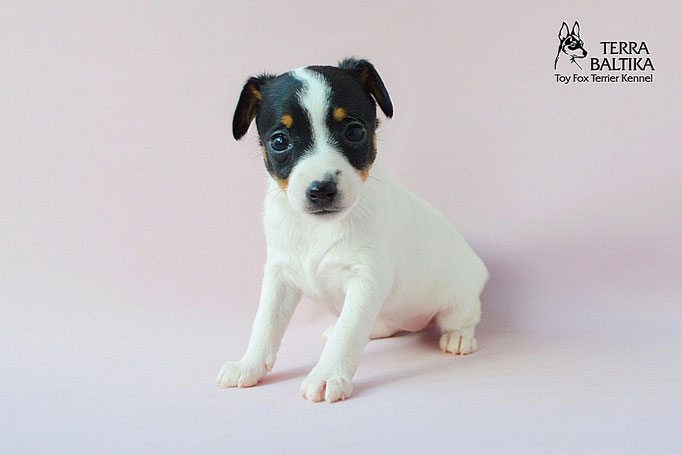 #тойфокстерьер #амертой #террабалтика #toyfoxterrier #terrabaltika #puppies #kennel