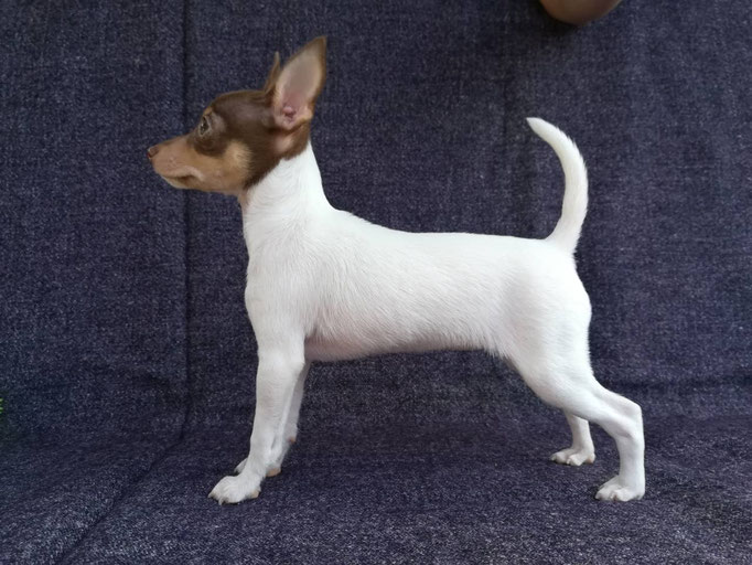 #тойфокстерьер #амертой #террабалтика #toyfoxterrier #terrabaltika #puppies #kennel