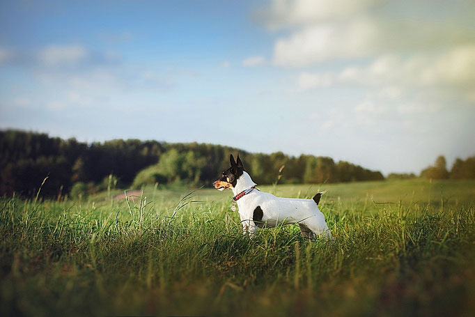 #тойфокстерьер #амертой #террабалтика #toyfoxterrier #terrabaltika #puppies #kennel