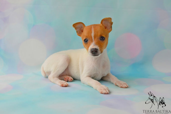 #тойфокстерьер #амертой #террабалтика #toyfoxterrier #terrabaltika #puppies #kennel