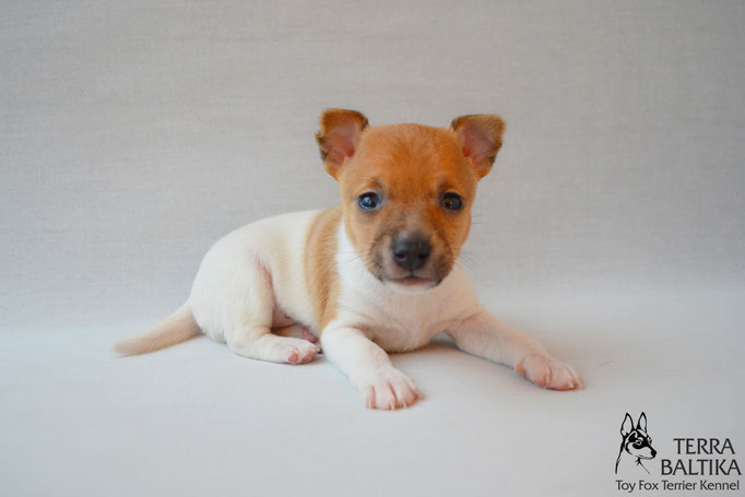 #тойфокстерьер #амертой #террабалтика #toyfoxterrier #terrabaltika #puppies #kennel #маленькаясобака #минипорода #маленькаяпородасобак #собачканамаленькихножках #американскийтойфокстерьер #тойфокс #americantoyfoxterrier
