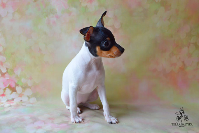 Той-фокстерьер, той-фокс, амертой, тфт, американский той-фокстерьер, Toy fox Terrier