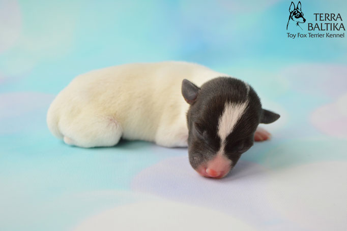 #тойфокстерьер #амертой #террабалтика #toyfoxterrier #terrabaltika #puppies #kennel