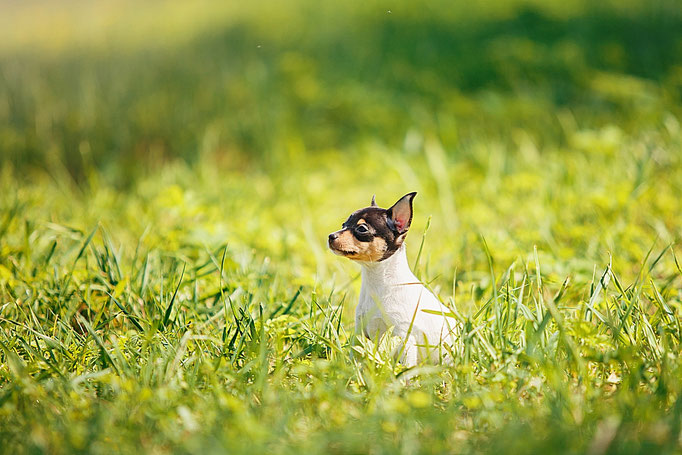 #тойфокстерьер #амертой #террабалтика #toyfoxterrier #terrabaltika #puppies #kennel